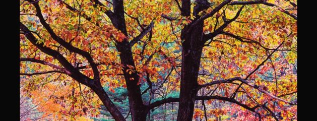 Signature Works by Christopher Burkett