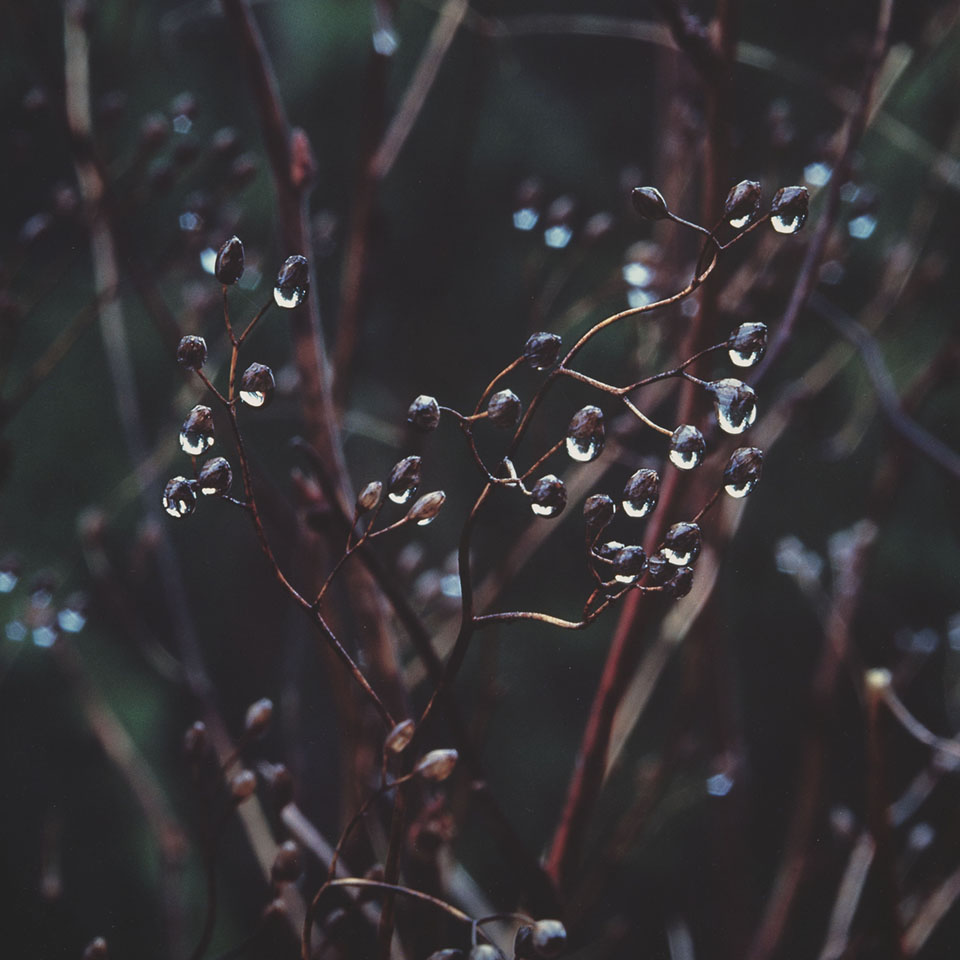 "Winter Raindrops, Oregon" © Christopher Burkett